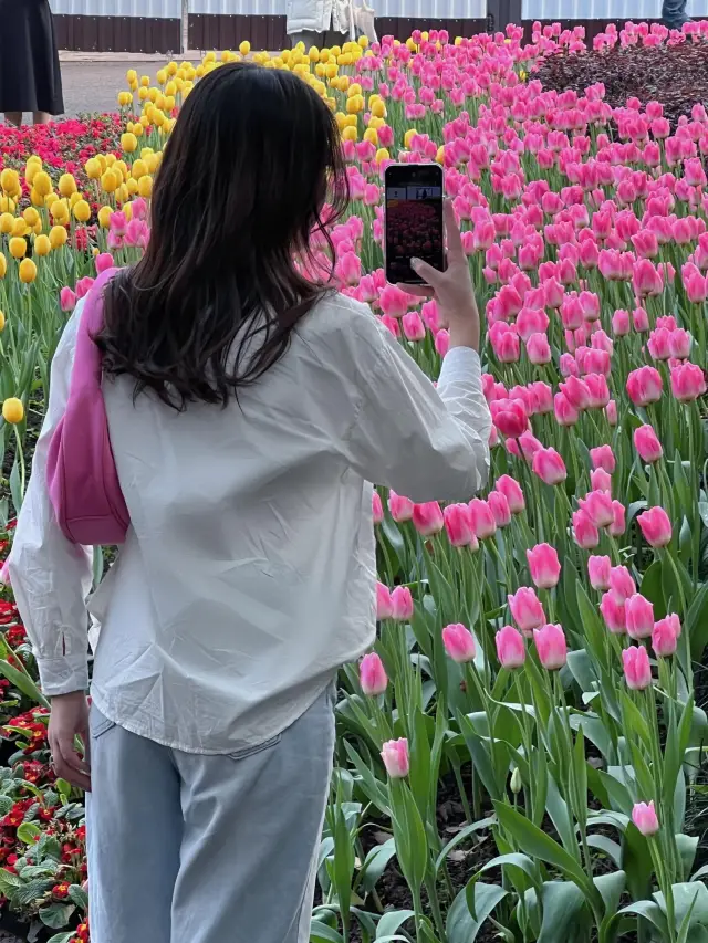 Spring Scenery - Chongqing Zoo