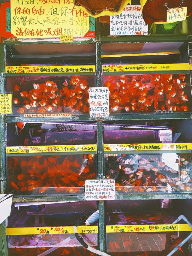 旺角金魚街 | 沉浸在王家衛的重慶森林 旺角金魚街 | 沉浸在王家衛的重慶森林