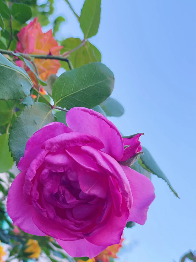 鄭州人民公園你玩得可真花啊附賞花攻略乾貨