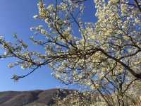 春暖花開時，去川西高原看梨花
