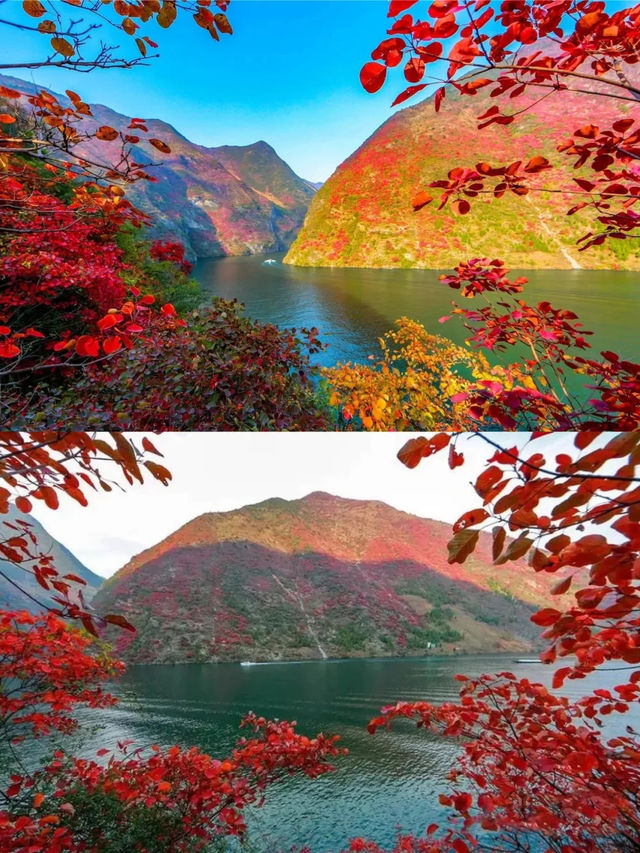 紅葉醉峽江，這就是秋冬遊三峽的理由！。