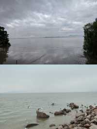 綠野仙踪：紅樹林下的詩意漫步