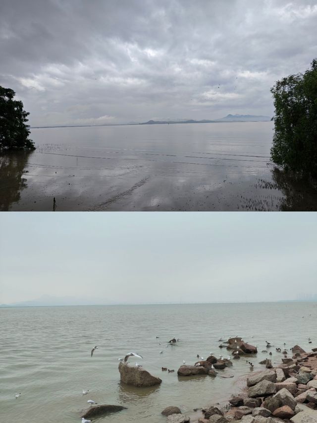 綠野仙踪：紅樹林下的詩意漫步