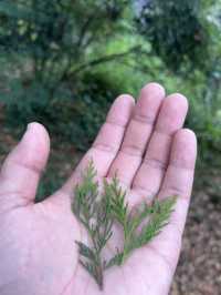 成都仙家重地！見到這隻鶴才算真正去過成都鶴鳴山