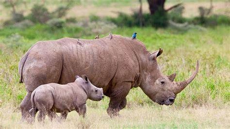 南非  克魯格國家公園  Kruger National Park