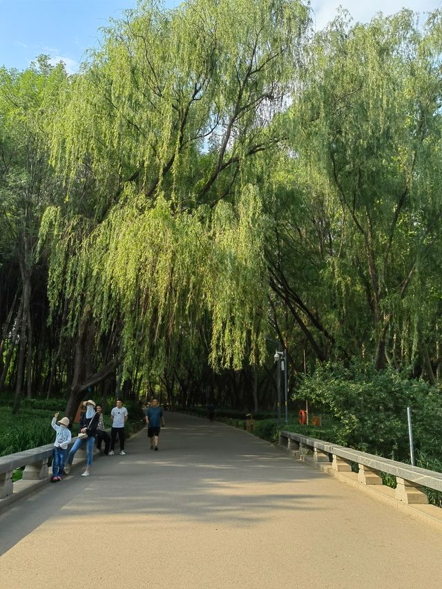 濟南西值得打卡的天然氧吧森林