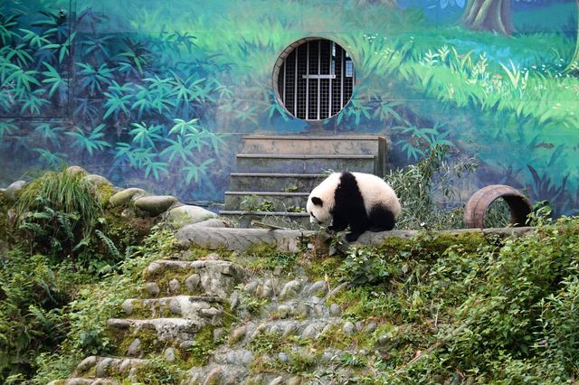 碧峰峽熊貓基地詳細攻略|盡情感受國寶的魅力