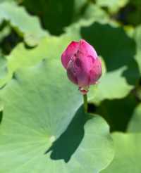 蓮花池公園～很幸運看到了的並蒂蓮