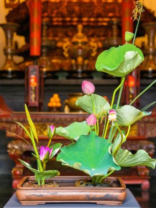 Young people in Shanghai have taken their summer flower appreciation to the next level!