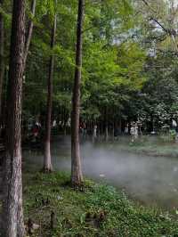 寧波日湖公園丨迷霧森林。