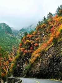 【秦嶺秋色】S101公路上的紅葉盛宴與黑龍口美食之旅。