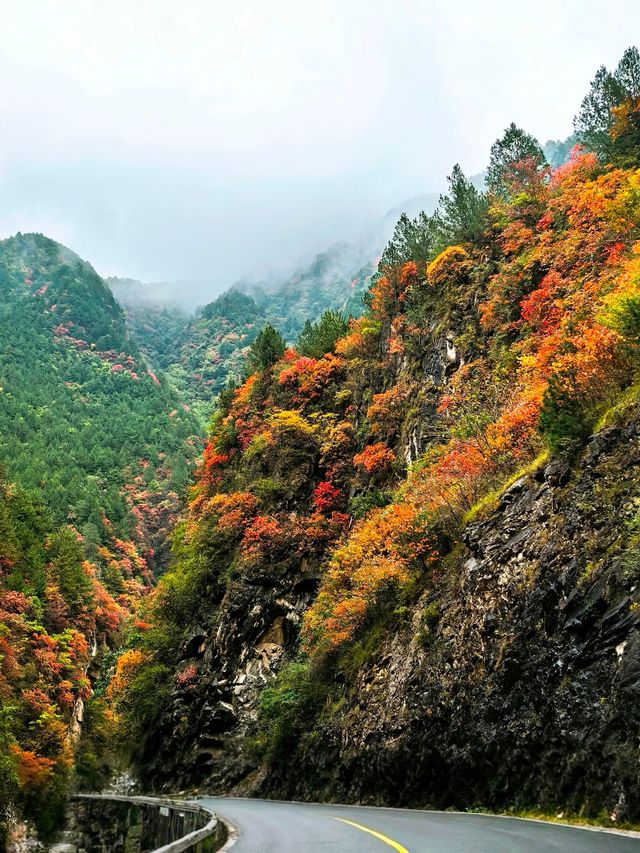 【秦嶺秋色】S101公路上的紅葉盛宴與黑龍口美食之旅。