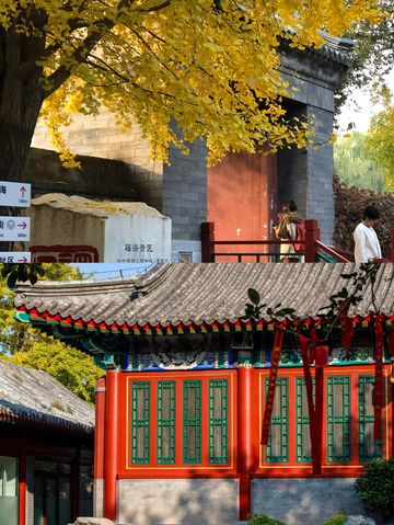 圓明園公園的絕美秋景即將消逝,趕快去欣賞吧。 圓明園公園的絕美秋景即將消逝,趕快去欣賞吧。