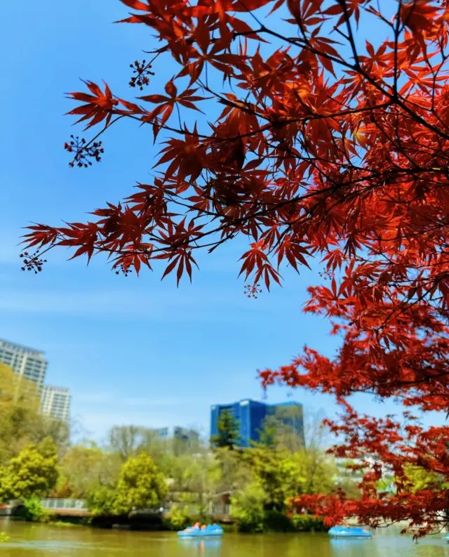Changzhou Hongmei Park | A hidden Jiangnan!
