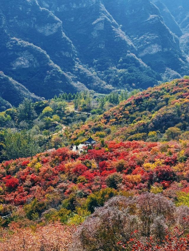 答應我，北京的秋天一定要來一趟坡峰嶺。