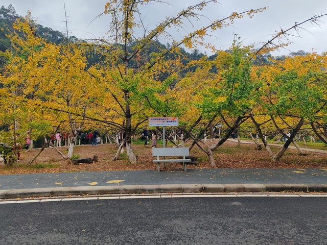 到帽子峰感受黃色的秋天。