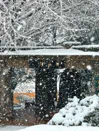 大連初雪絕美 勞動公園張張封神！