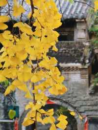 雲頂山寺賞銀杏攻略，周末出遊好去處。