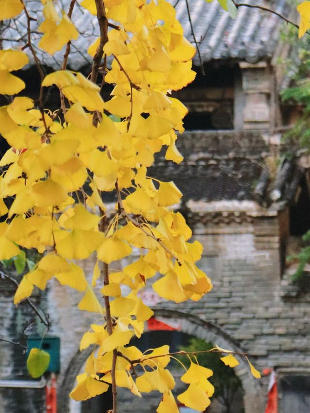 雲頂山寺賞銀杏攻略，周末出遊好去處。