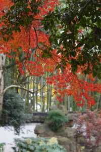 魔都覓秋|去秋霞圃感受秋色紅楓天花板