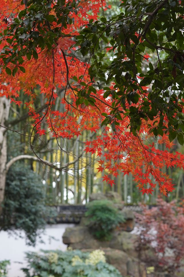 魔都覓秋|去秋霞圃感受秋色紅楓天花板