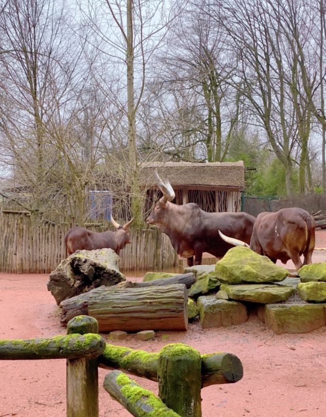 薩爾布呂肯：動物園