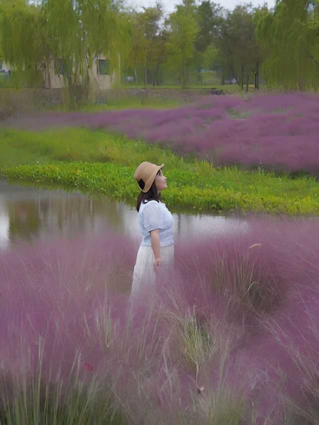 魔都覓秋｜秋意正濃邀您進入粉色花海浪漫