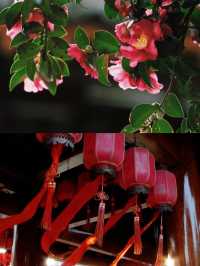 千年古樹延福寺山茶梅盛開美不勝收