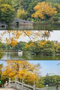 錯過再等一年佛山這個地鐵直達的公園秋景好美