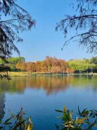 深圳洪湖公園：邂逅美拉德色系的冬日浪漫