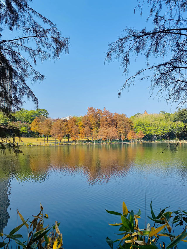 深圳洪湖公園：邂逅美拉德色系的冬日浪漫