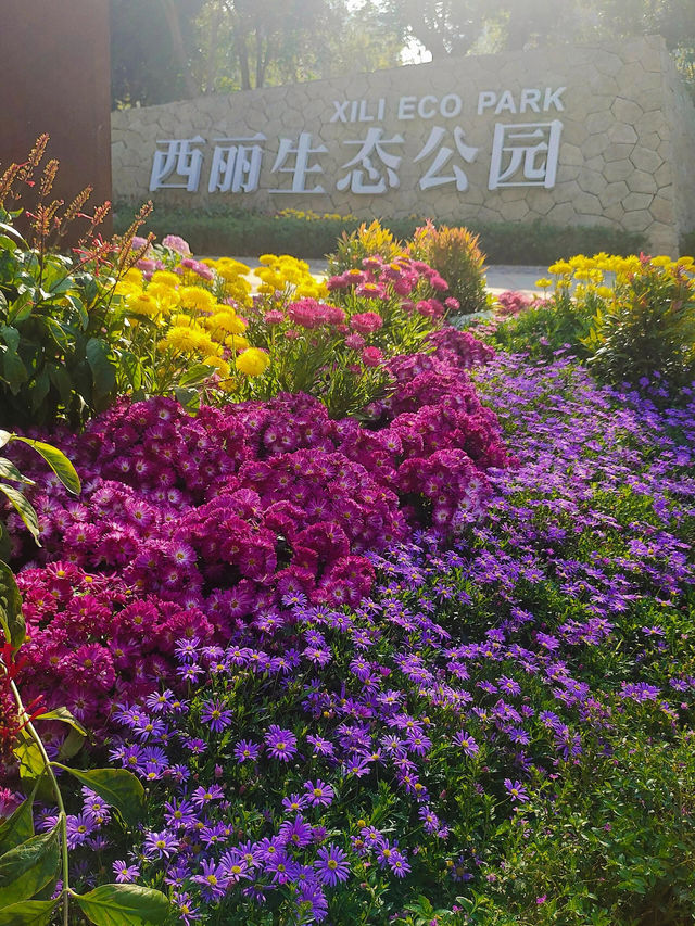 #深圳市西麗生態公園：格桑花的綺麗世界