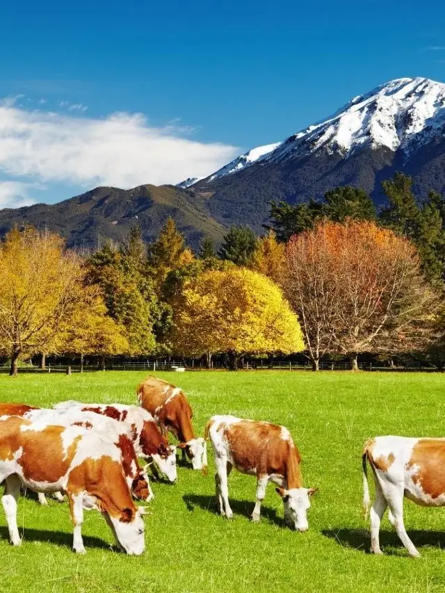 12-Day New Zealand Itinerary: A Detailed Guide for an Unforgettable Trip