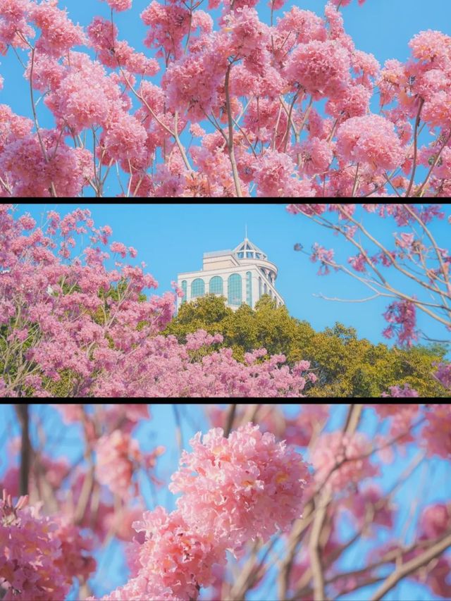 廣州春天上線邊賞花邊逛燈會