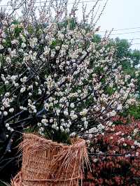 在真如公園遇見「梅」好—踏雨尋梅