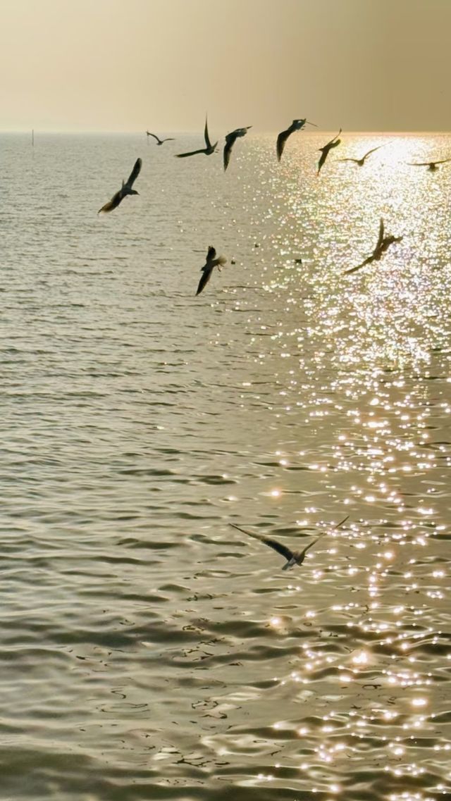 蘇州｜太湖漁港村一日漫遊海鷗與落日