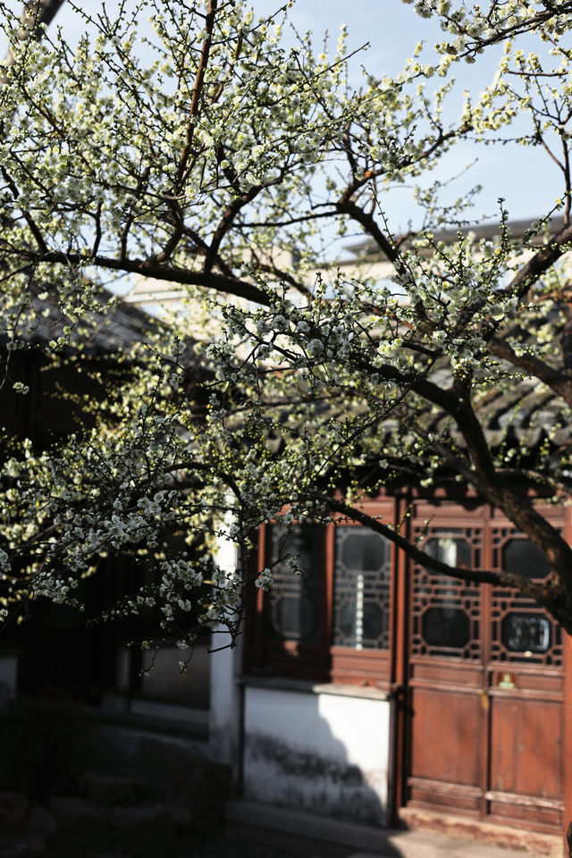 燕園|又一年梅花開了 燕園|又一年梅花開了