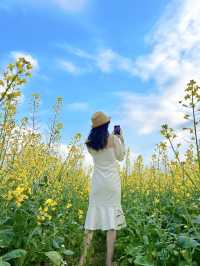 光明歡樂田園 ᵕ̈ 闖進春日的油菜花田