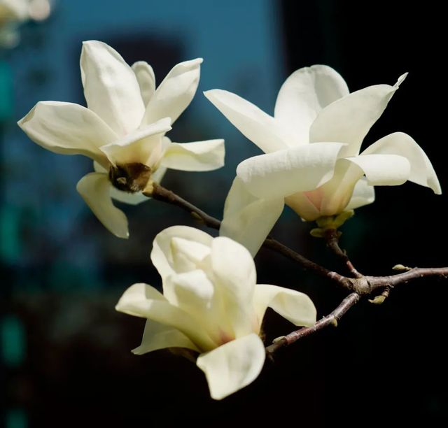 申城玉蘭花開啦！附觀賞地圖→。