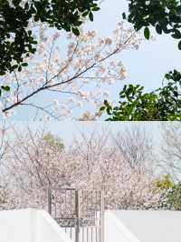 武漢賞櫻好去處‖武漢大學賞櫻最新攻略