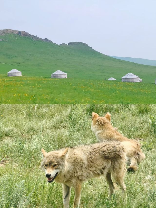 《狼圖騰》影視拍攝基地：草原上的狼性