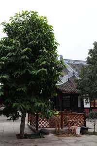 燃燈古寺品味禪意