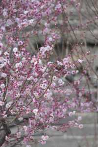 明城牆遺址公園，賞花正當時！