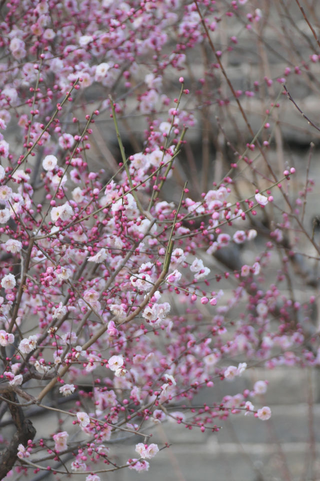 明城牆遺址公園，賞花正當時！