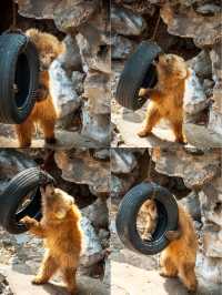 動物園遊記ᵕ̈終於看到軍軍和紅糖啦 附攻略