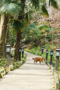 杭城頂流徒步路線！玉皇山鳳凰山一次刷完