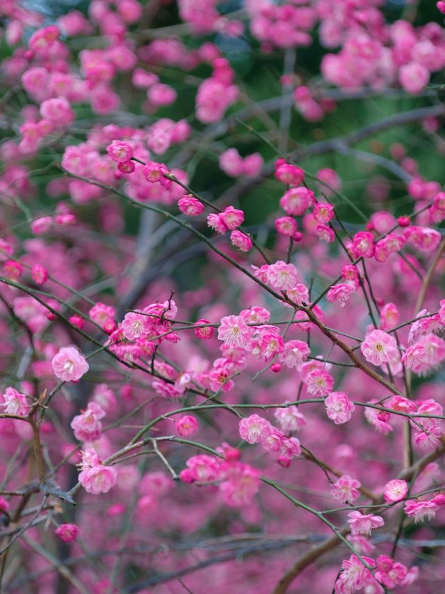 Discover the Best Spot for Plum Blossom Viewing in Jinhua