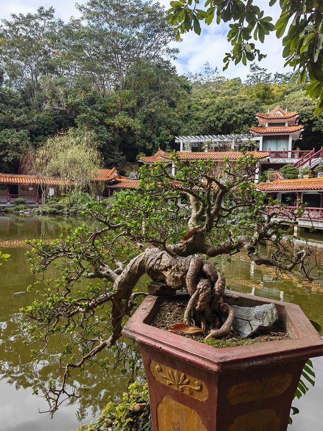 深圳仙湖植物園踏青