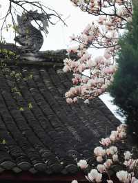 成都這家寺廟藏著玉蘭花的春天