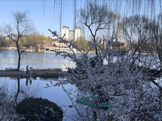 紫竹院賞山桃花～